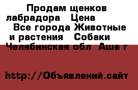 Продам щенков лабрадора › Цена ­ 20 000 - Все города Животные и растения » Собаки   . Челябинская обл.,Аша г.